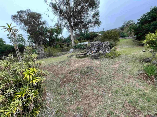 a view of a yard with a tree