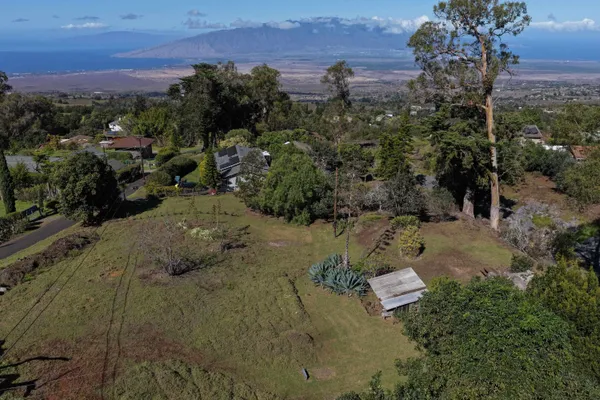 a view of a yard with a tree