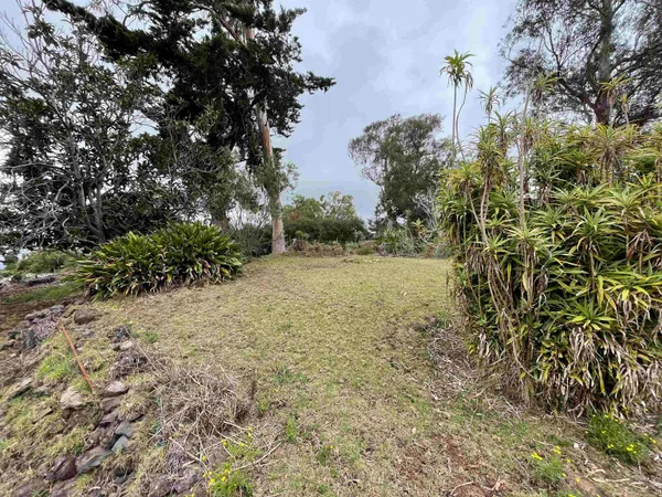 a view of a yard with plants and trees