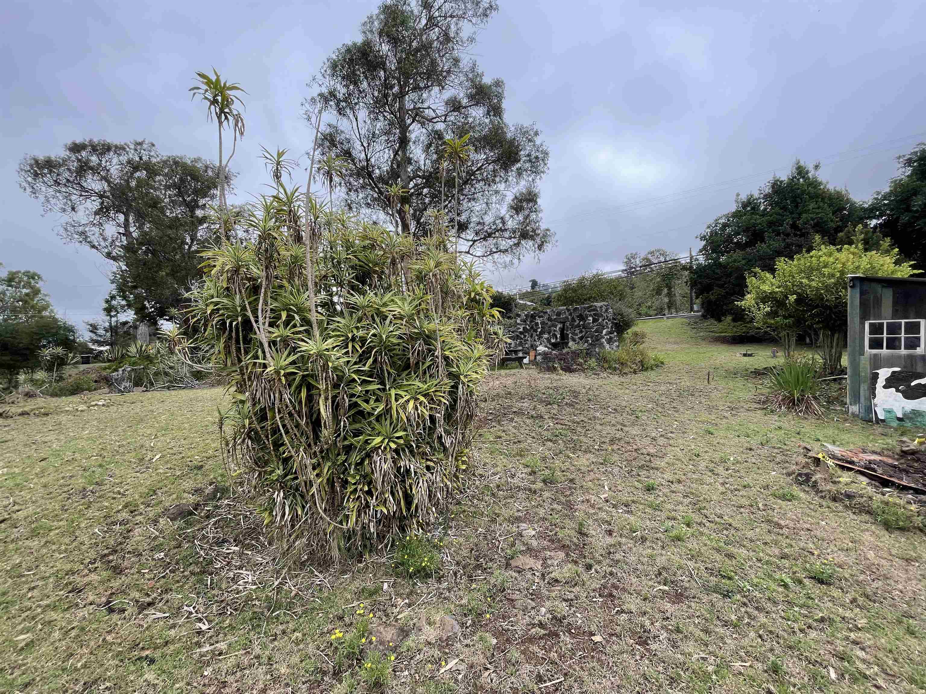 1575 Kamehameiki Road, Unit 1 Kula, HI 96790 - Photo 31 of 37 a view of a yard with plants and trees