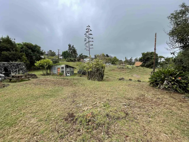 a view of a yard with plants and a tree