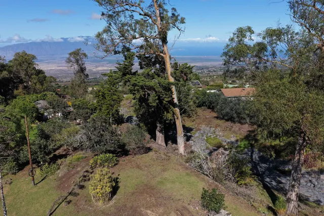 a view of a field with plants and trees