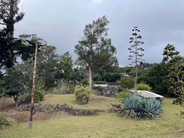 a view of a covered with trees