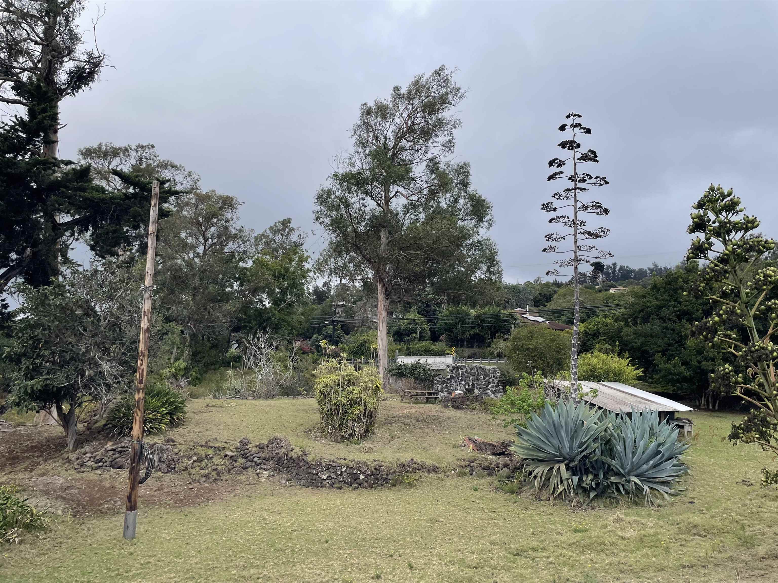 1575 Kamehameiki Road, Unit 1 Kula, HI 96790 - Photo 7 of 37 a view of a covered with trees