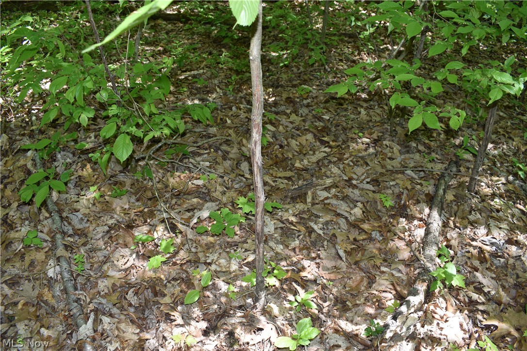 Merrill Ridge Road New Matamoras, OH 45767 - Photo 20 of 28