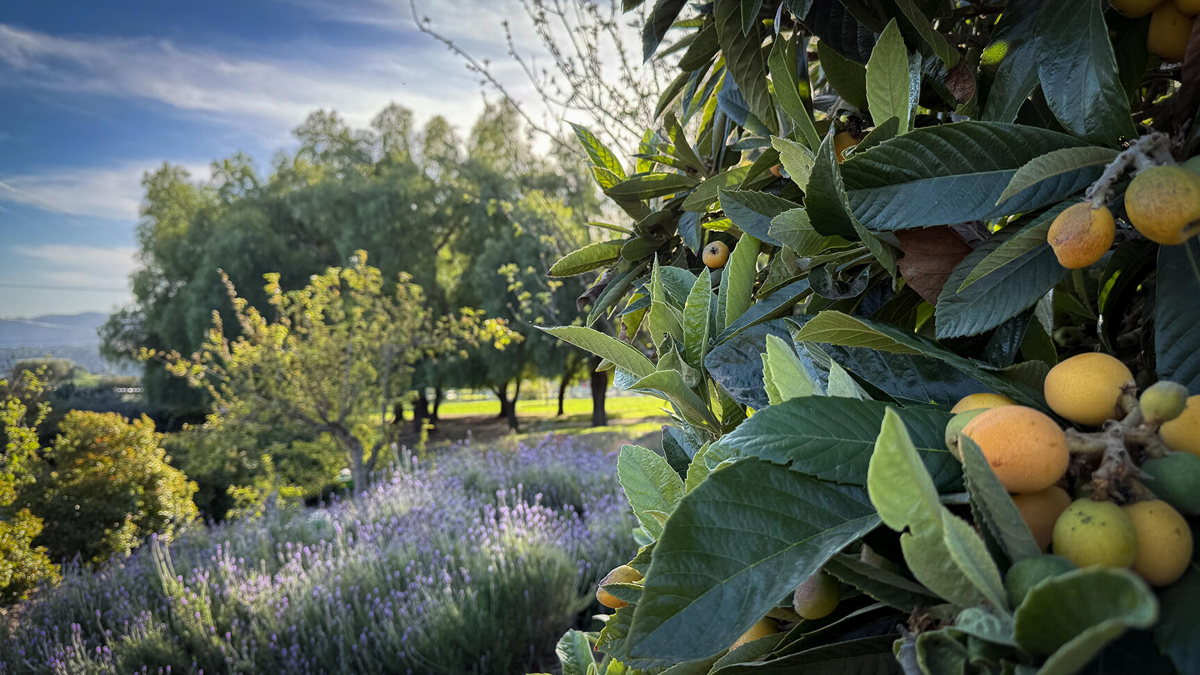 2852 Tapadero Road Solvang, CA 93463 - Photo 35 of 52 a view of a plant in a garden