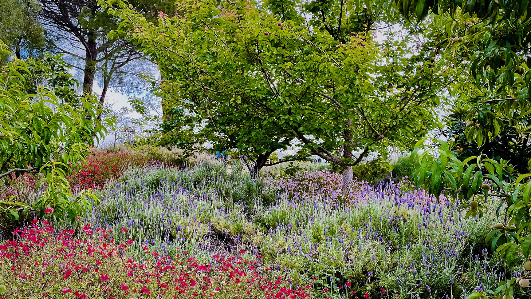 2852 Tapadero Road Solvang, CA 93463 - Photo 36 of 52 a view of a flower in a garden