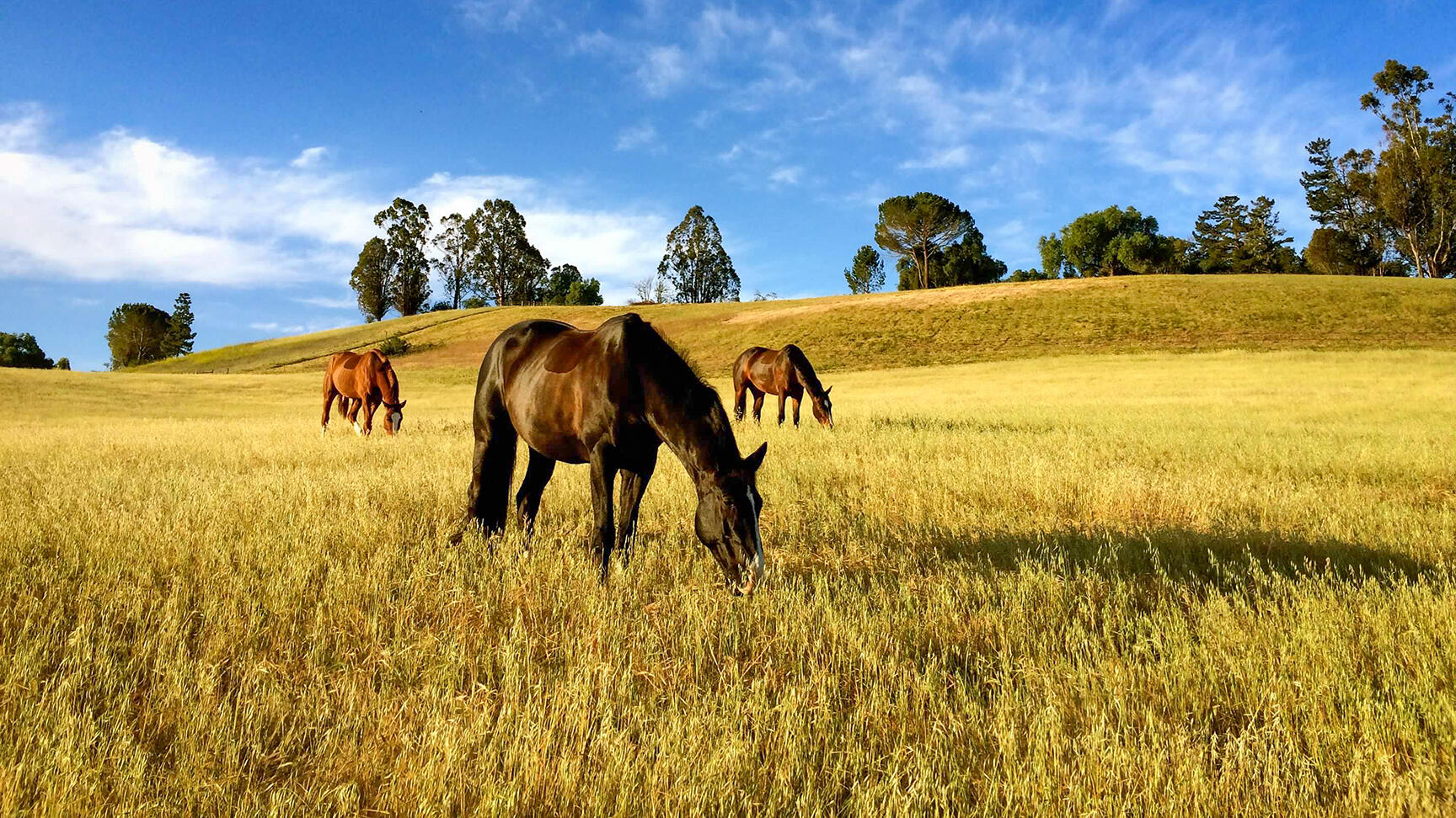 2852 Tapadero Road Solvang, CA 93463 - Photo 37 of 52 a view of ocean view