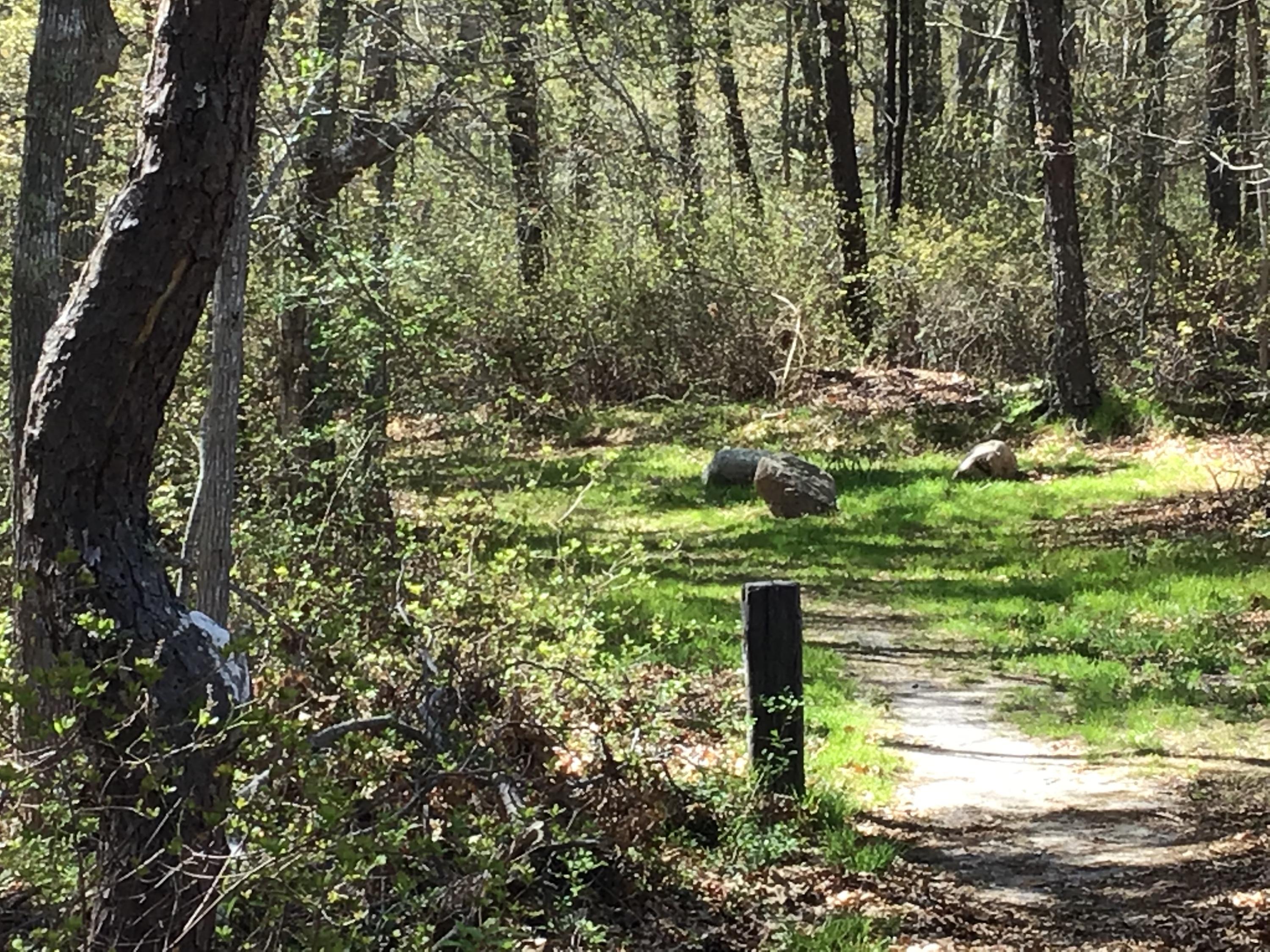 114 Sullivan Road West Yarmouth, MA 02673 - Photo 12 of 41 a view of a yard with large trees
