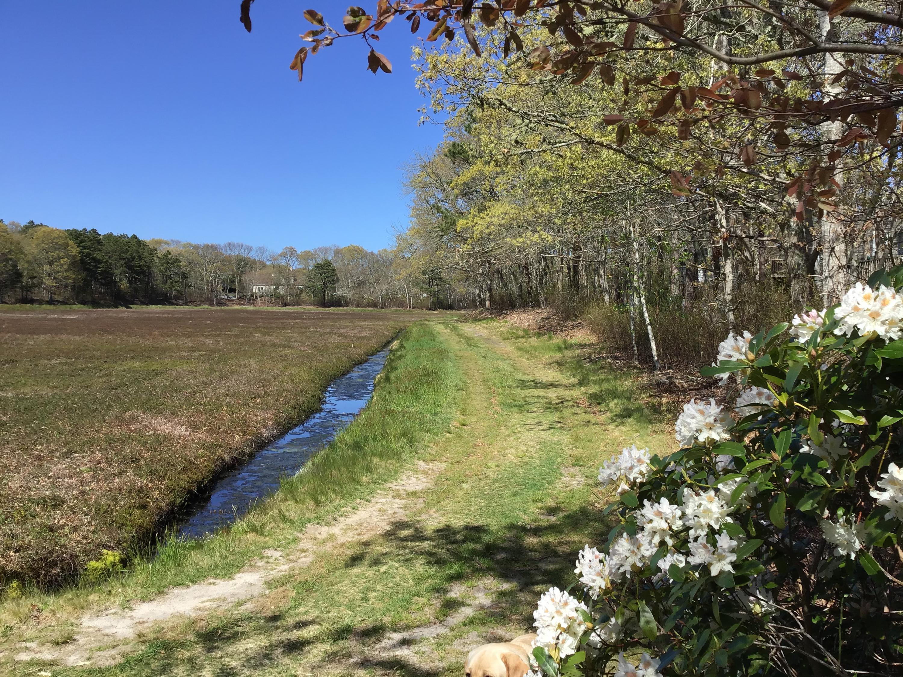 114 Sullivan Road West Yarmouth, MA 02673 - Photo 14 of 41 a view of a lake from a yard