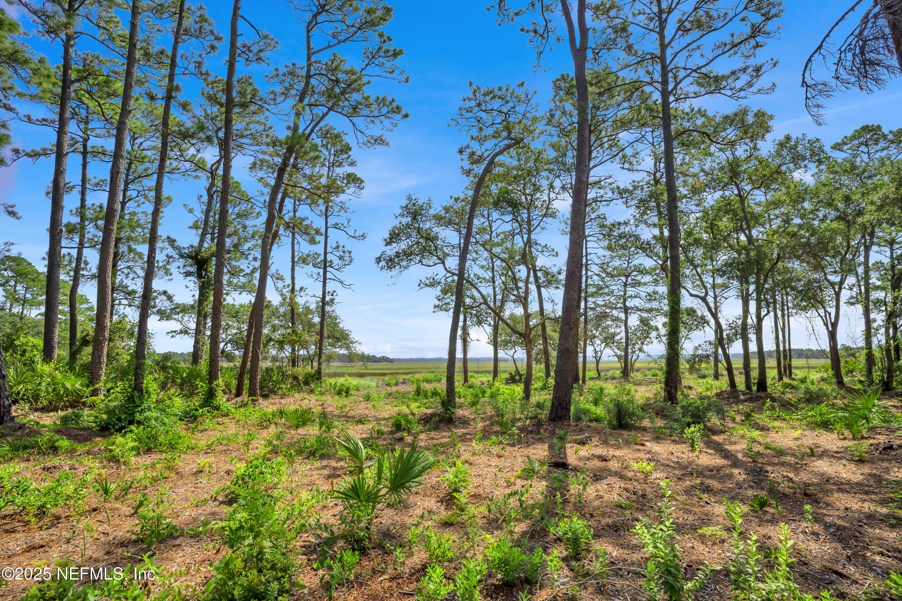 13091 Sawpit Road Jacksonville, FL 32226 - Photo 18 of 26 a view of backyard with tree