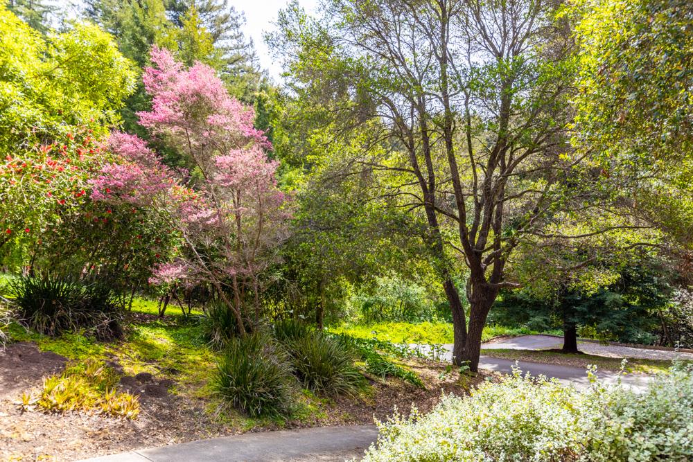 4399 Porter Gulch Road Aptos, CA 95003 - Photo 30 of 32 a view of a yard with a tree