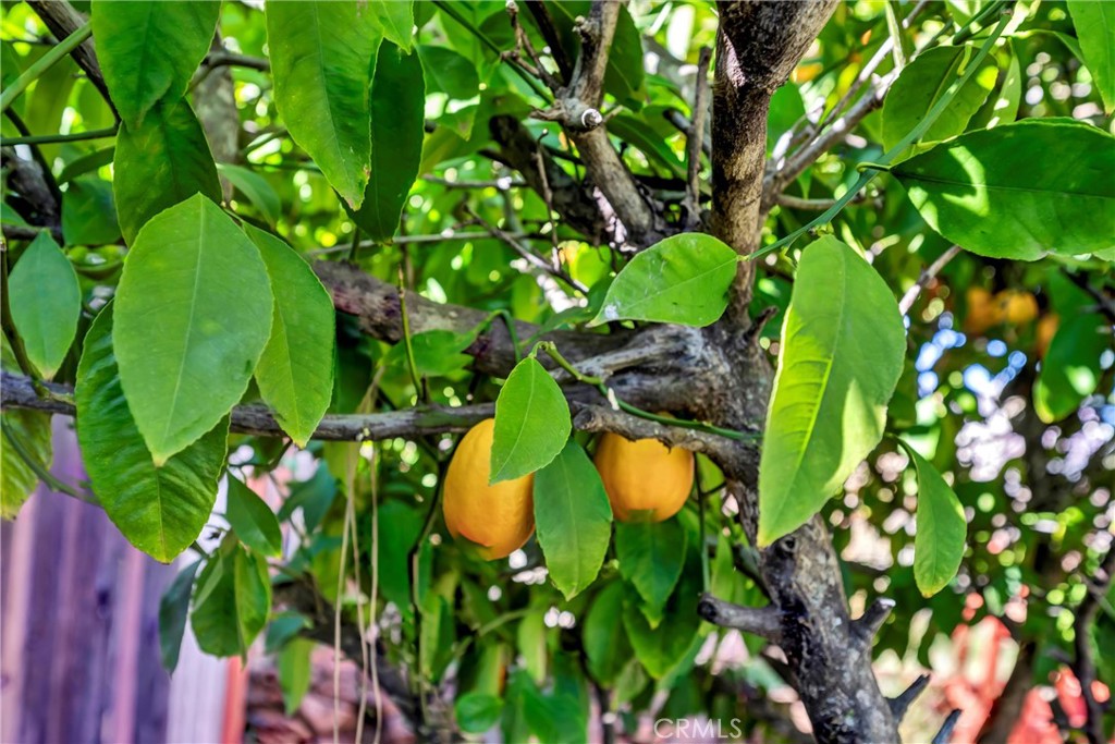 16593 Buckhorn Road Hidden Valley Lake, CA 95467 - Photo 18 of 27 Citrus trees scent the air.
