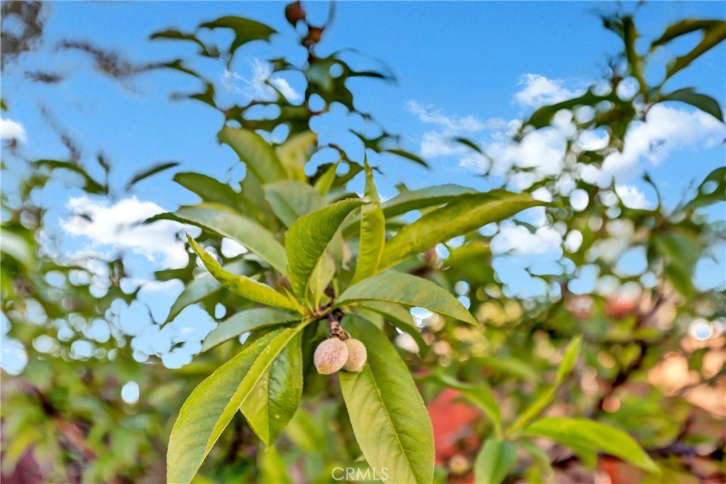 16593 Buckhorn Road Hidden Valley Lake, CA 95467 - Photo 20 of 27 Grow your own food.