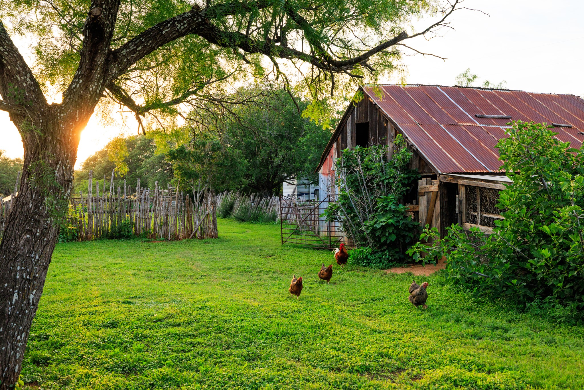 3724 Ranch Road 3347 Round Mountain, TX 78663 - Photo 32 of 40 a view of a backyard with a small plants and large trees