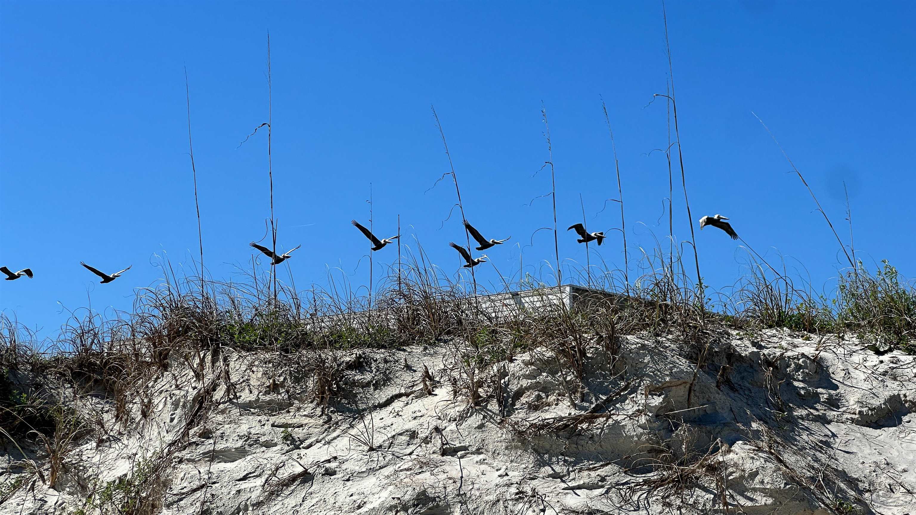 2 11th Street St. Augustine Beach, FL 32080 - Photo 16 of 72 View of local wilderness