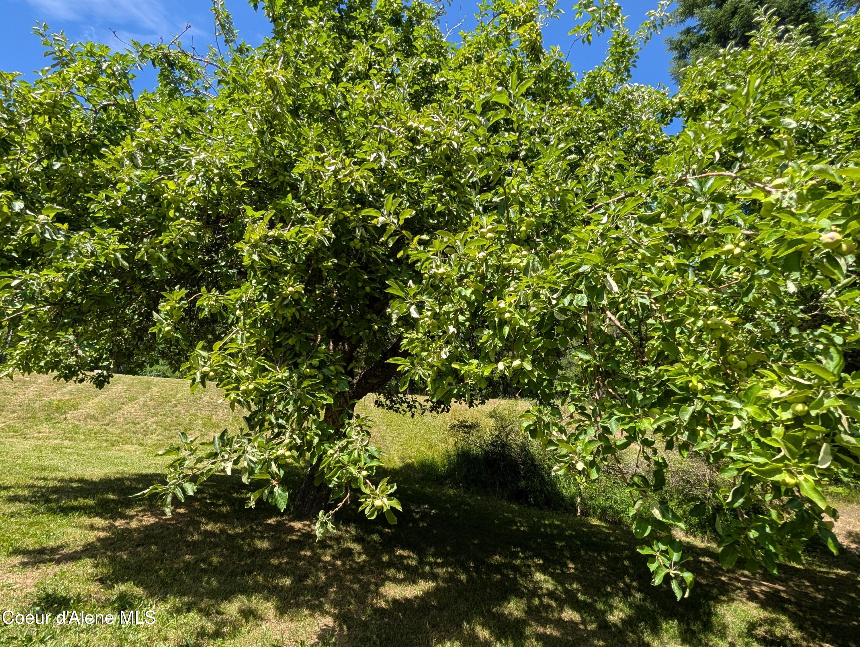 3115 Cherry Creek Road St. Maries, ID 83861 - Photo 35 of 52 3115 Cherry Creek fruit tree pic 2