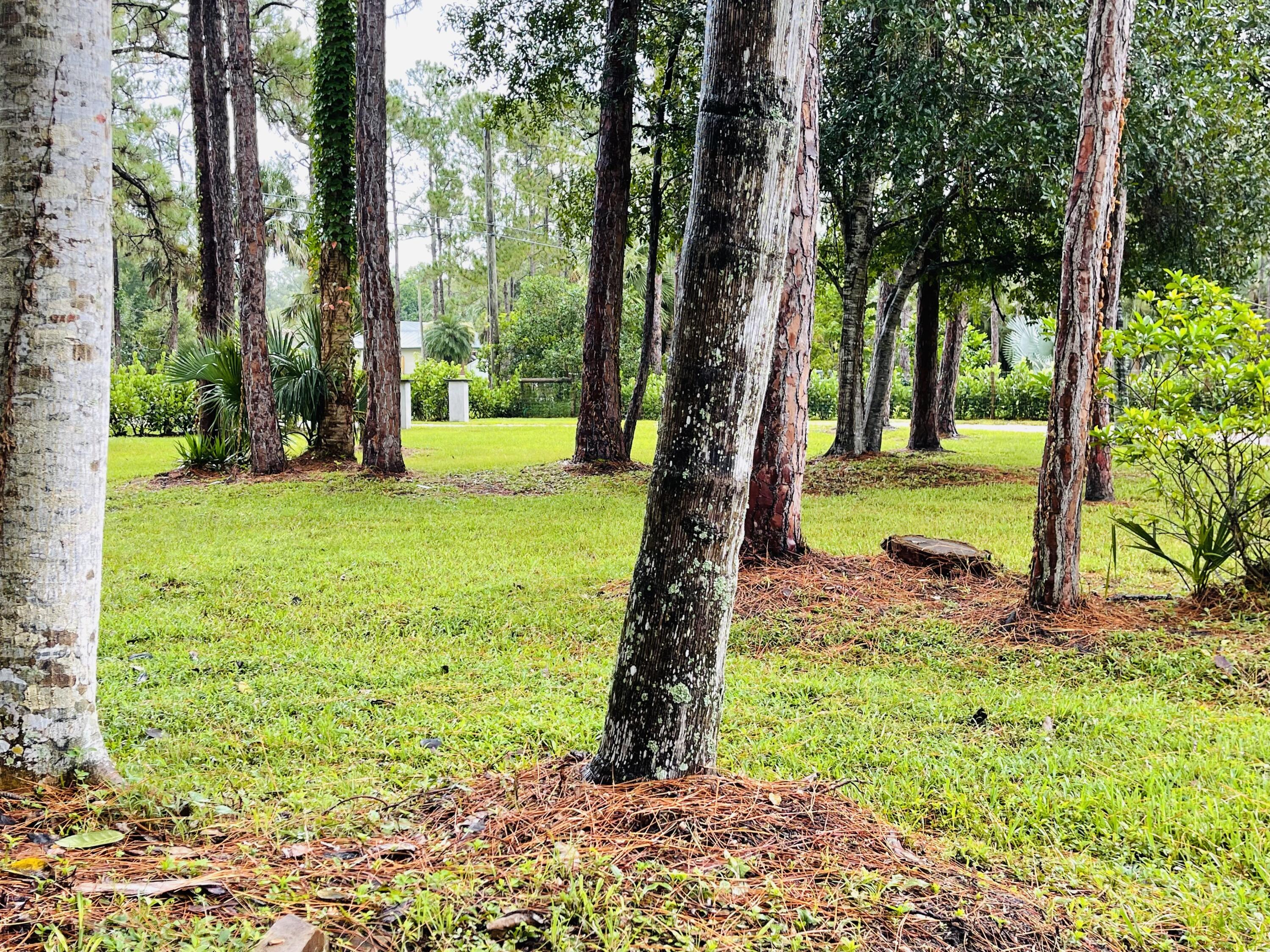 9296 166th Way North Jupiter, FL 33478 - Photo 30 of 31 a view of a yard with a tree