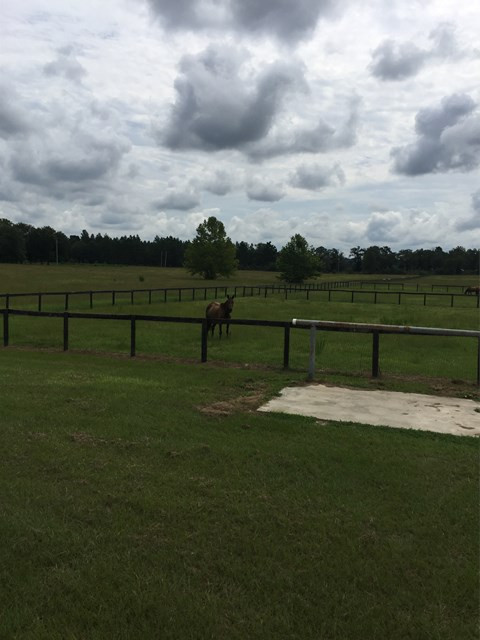 255 Fox Trotter Road Wagener, SC 29164 - Photo 8 of 14