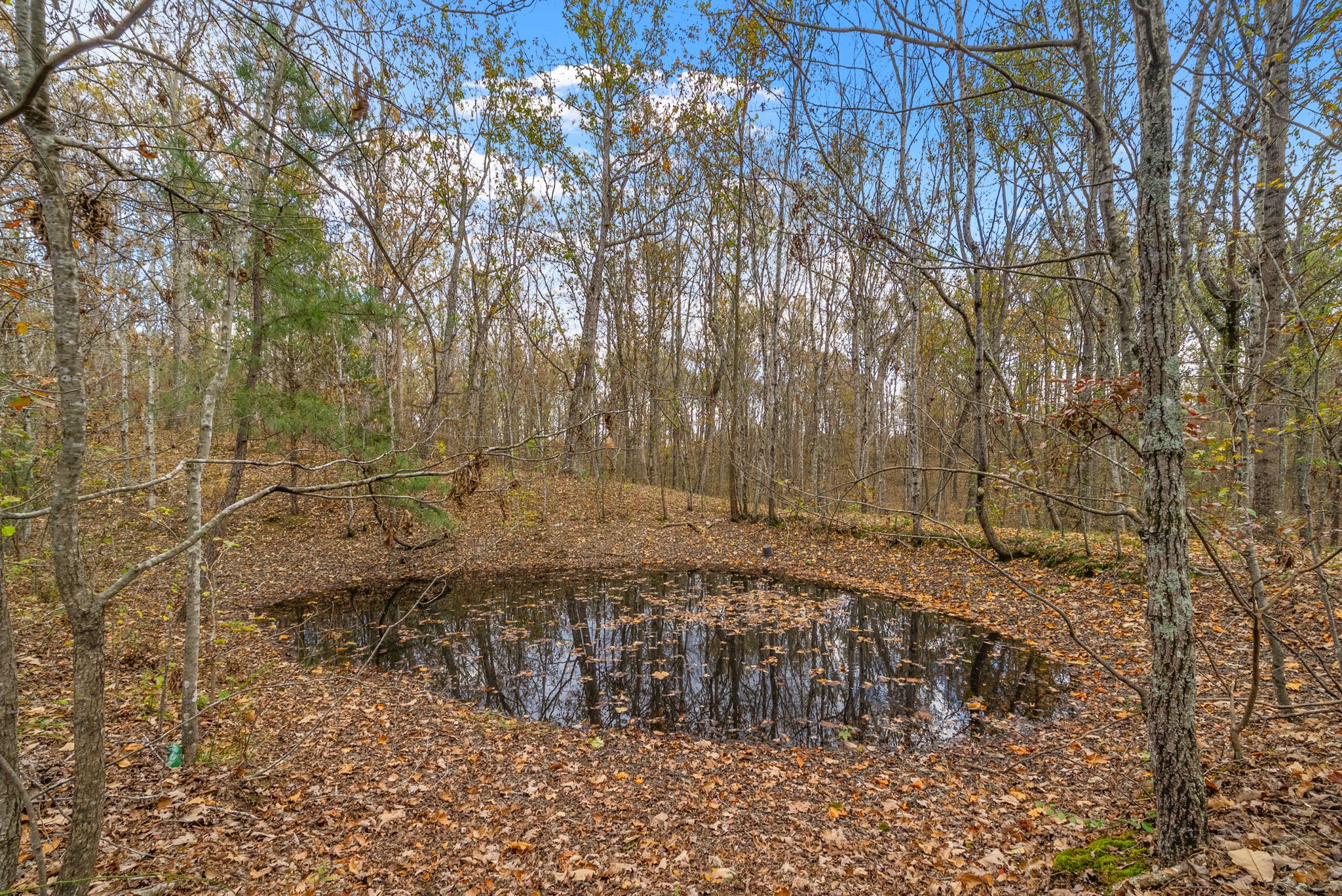 197 Old Homestead Road Big Sandy, TN 38221 - Photo 36 of 59 a view of a yard with trees