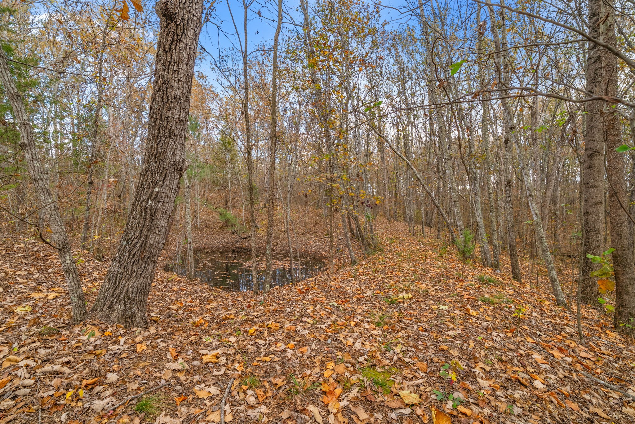 197 Old Homestead Road Big Sandy, TN 38221 - Photo 37 of 59 a view of a pathway with a yard