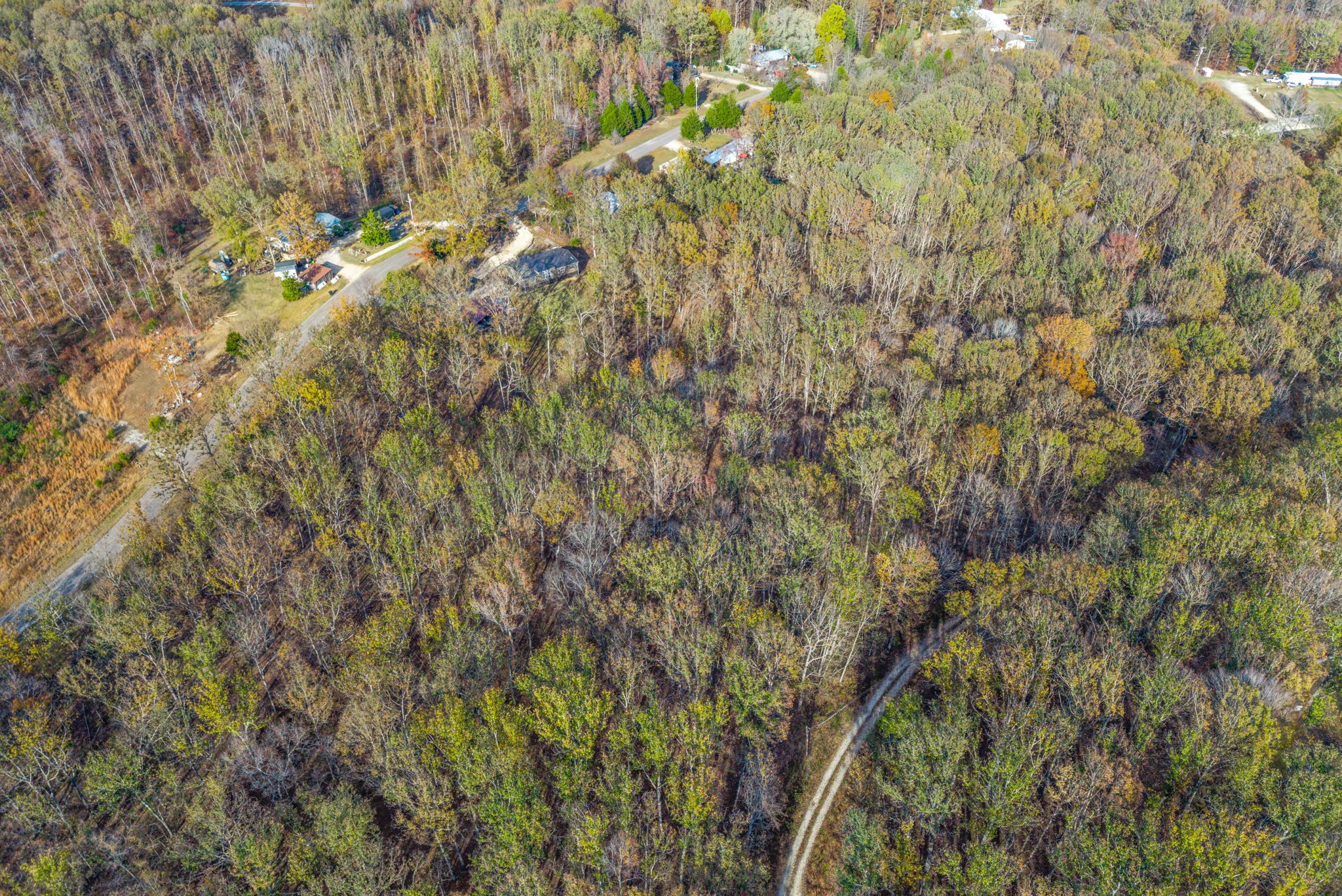 197 Old Homestead Road Big Sandy, TN 38221 - Photo 49 of 59 a view of a yard with a plants and large trees