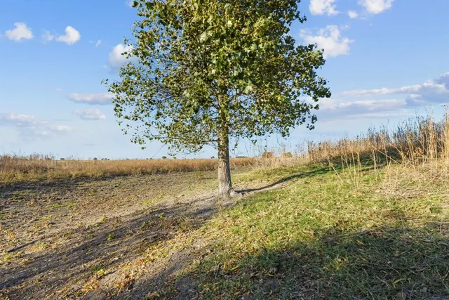 a view of a yard with an trees