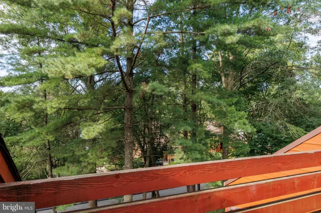 a view of a tree with a tree