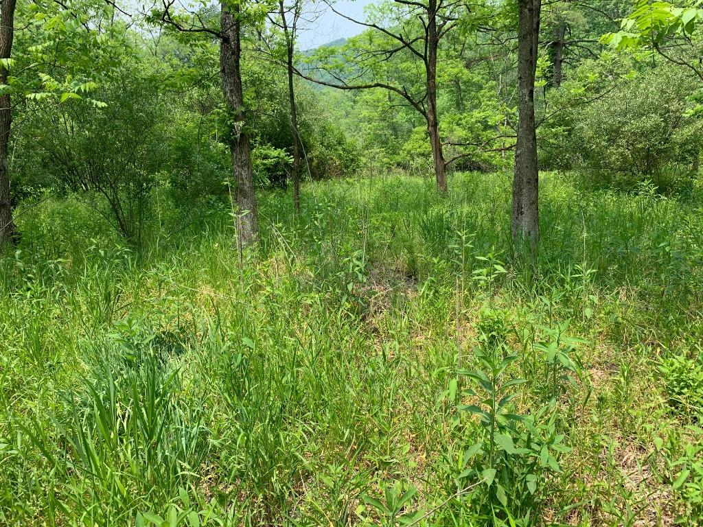 0 Swartz Road Rimersburg, PA 16248 - Photo 2 of 6 a view of a lush green forest