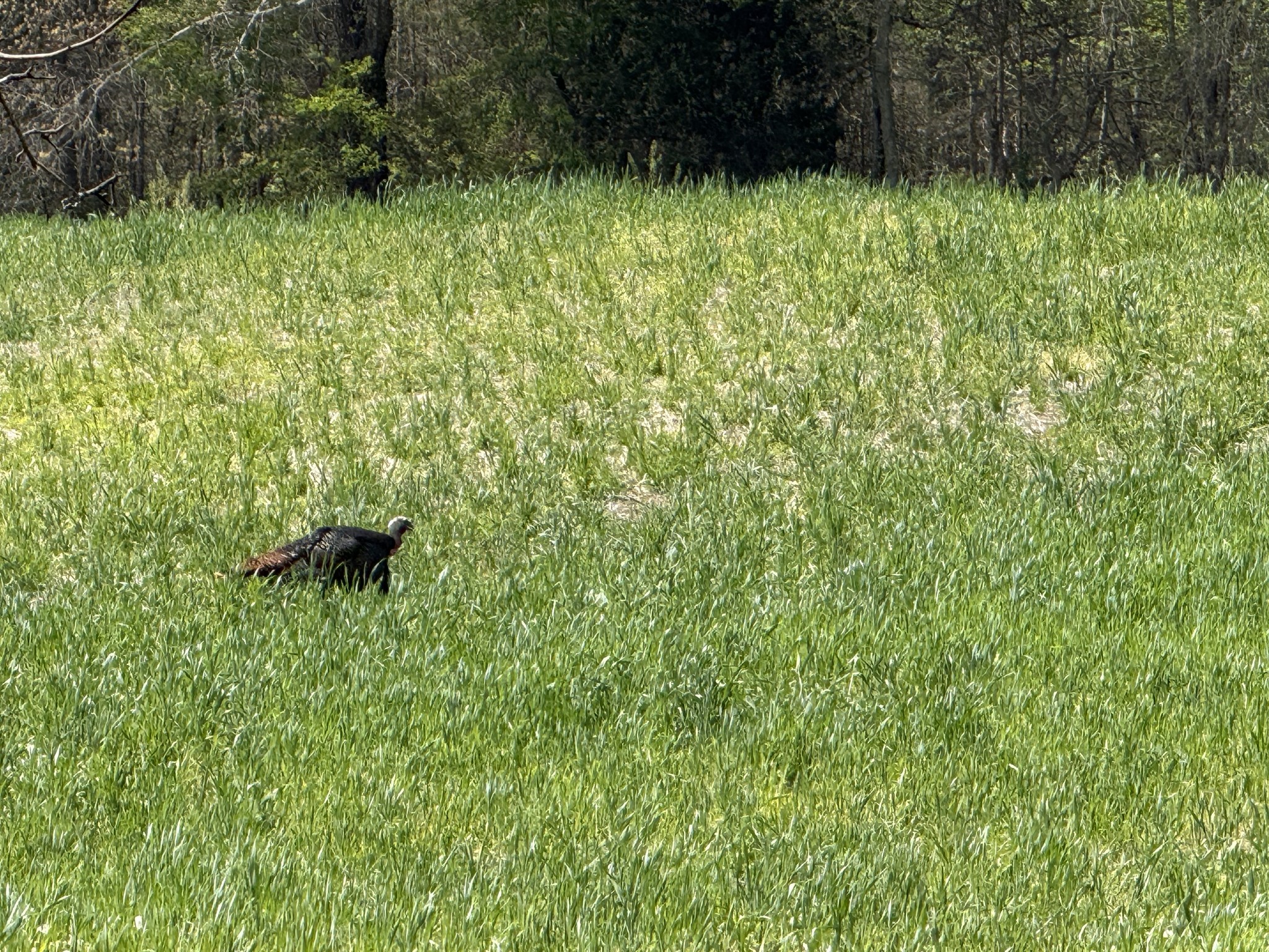 6026 Buzzard Creek Road Cedar Hill, TN 37032 - Photo 55 of 58