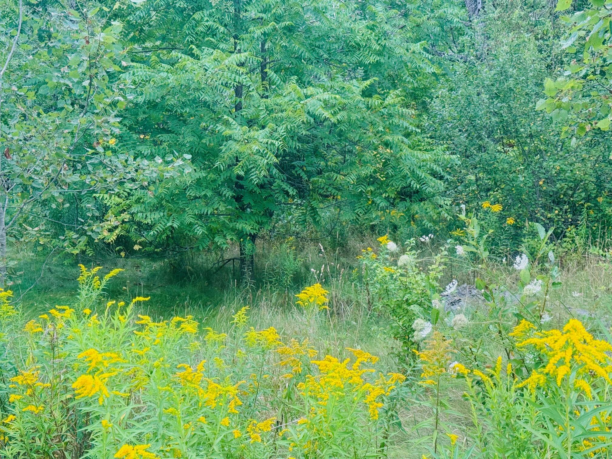 101 Benedicta Road Sherman, ME 04776 - Photo 17 of 17 IMG_1612