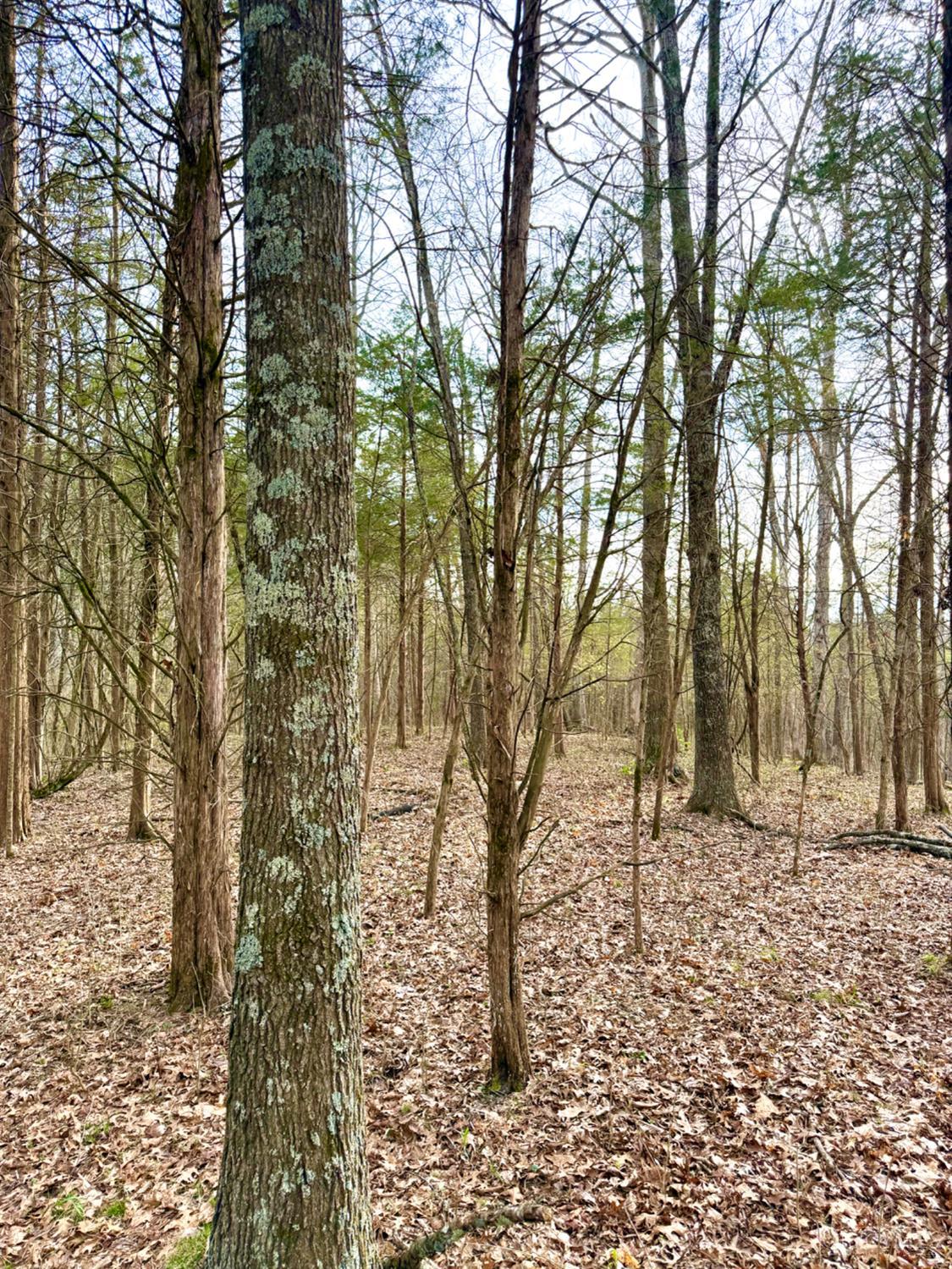 1600 Magee Jones Road Peebles, OH 45660 - Photo 63 of 91