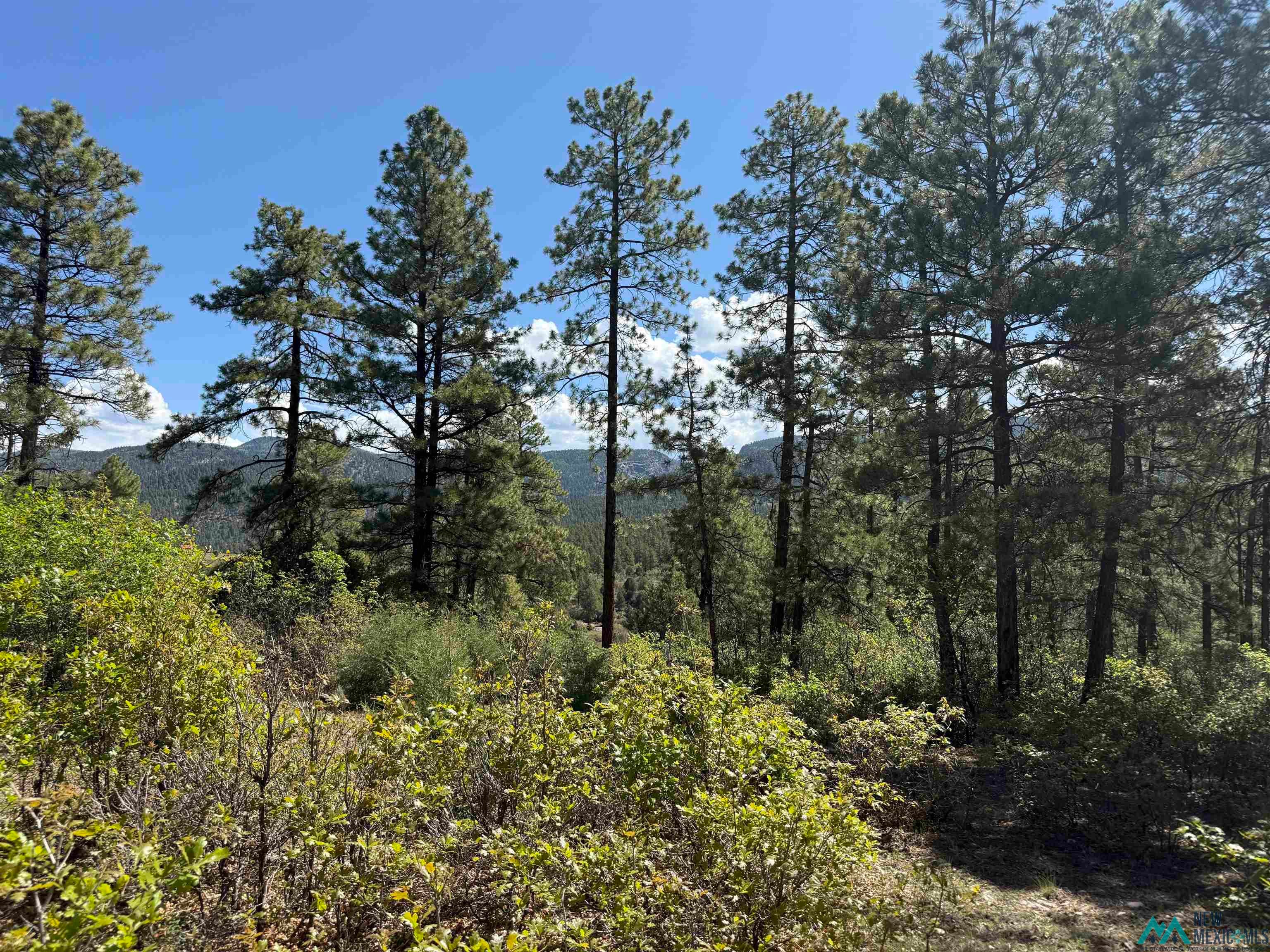Tbd Buckman Road Chama, NM 87520 - Photo 7 of 11 Gallery Image 7
