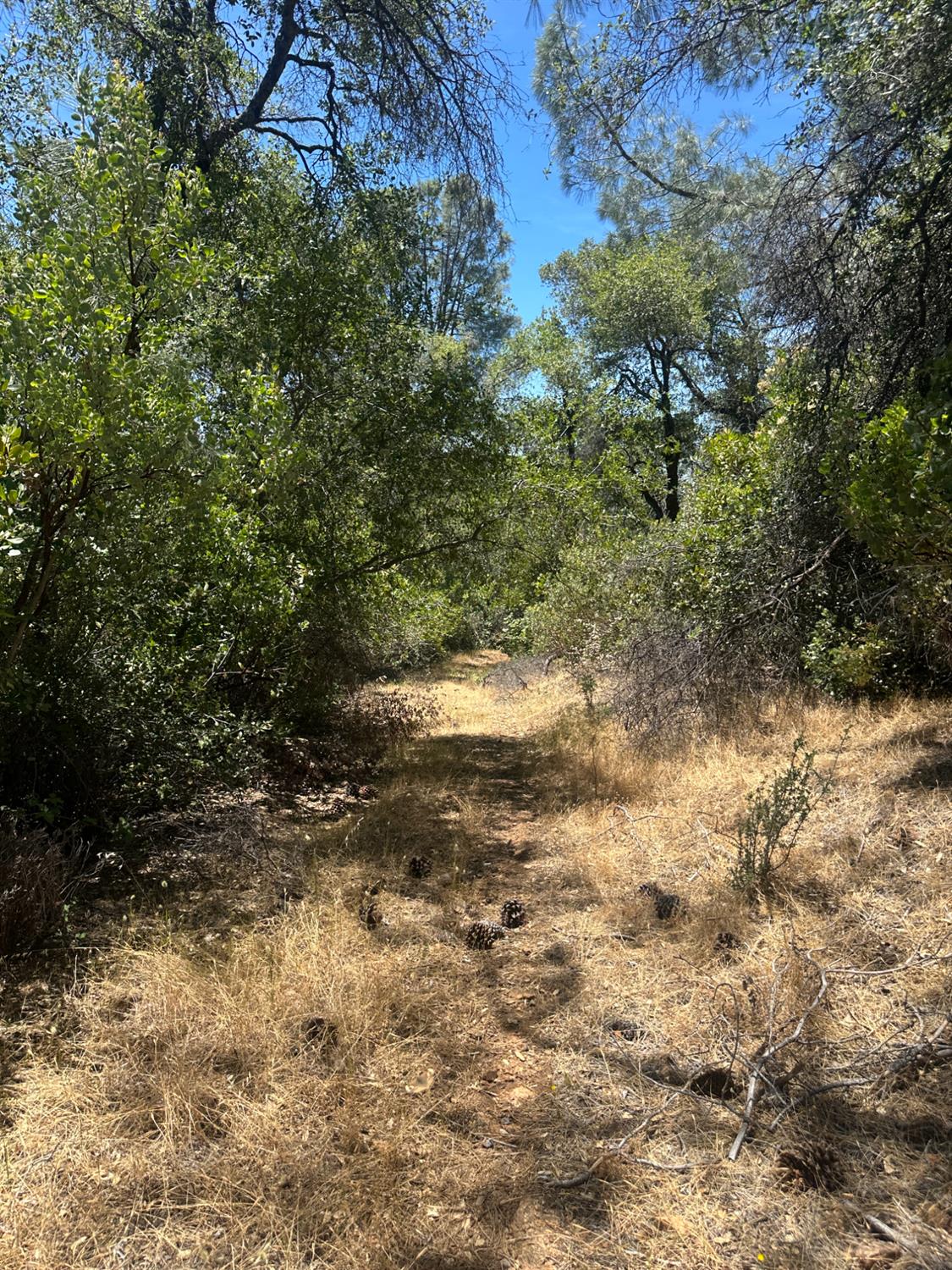 0 Bowman Road Pine Grove, CA 95665 - Photo 6 of 30