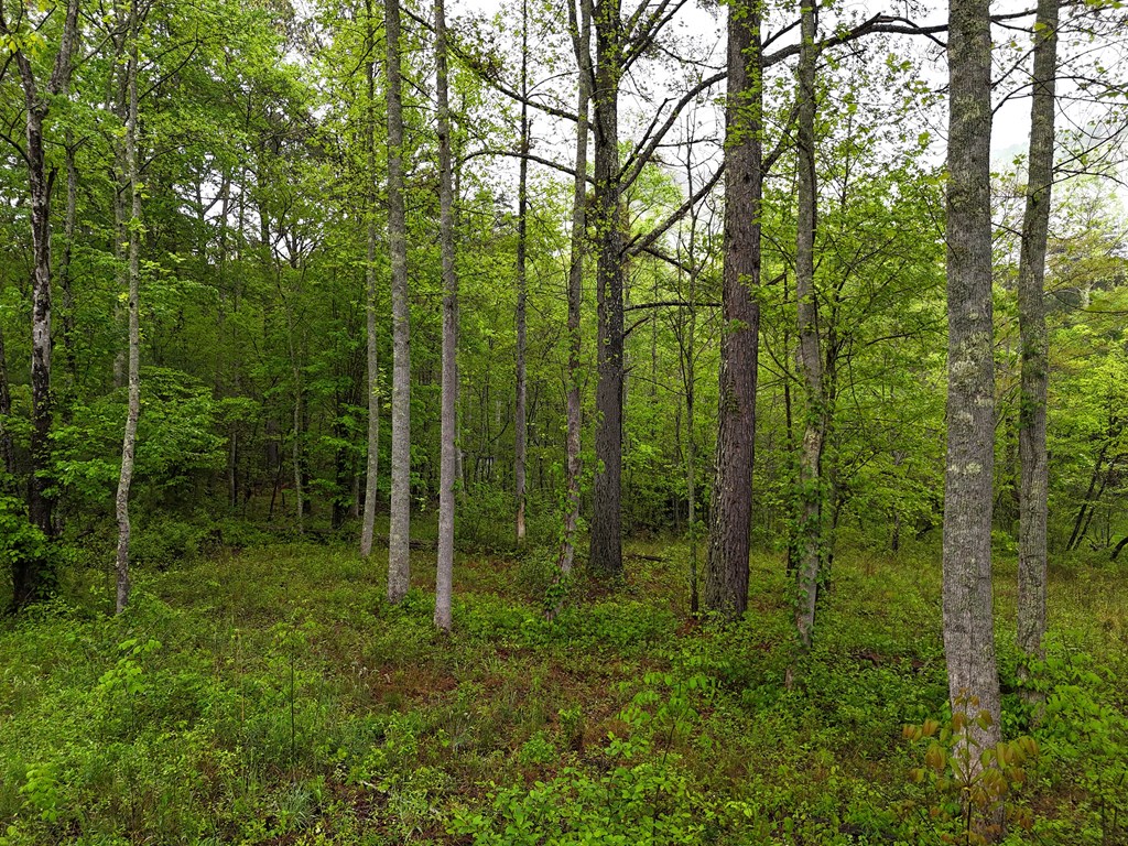 1.22 White Oak Flats Road Blairsville, GA 30512 - Photo 20 of 25 a view of a forest