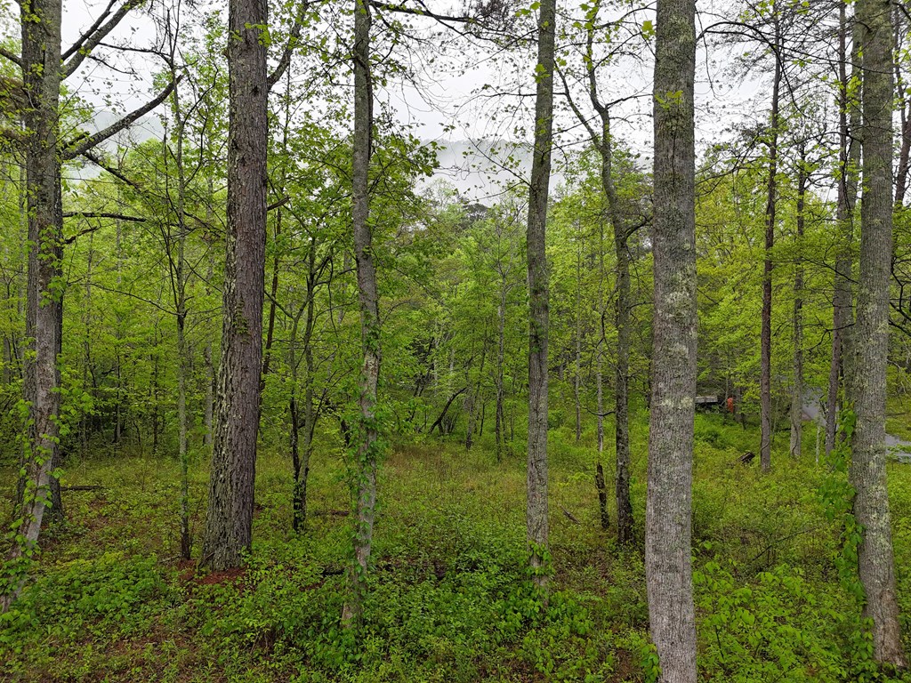 1.22 White Oak Flats Road Blairsville, GA 30512 - Photo 21 of 25 a view of a lush green forest
