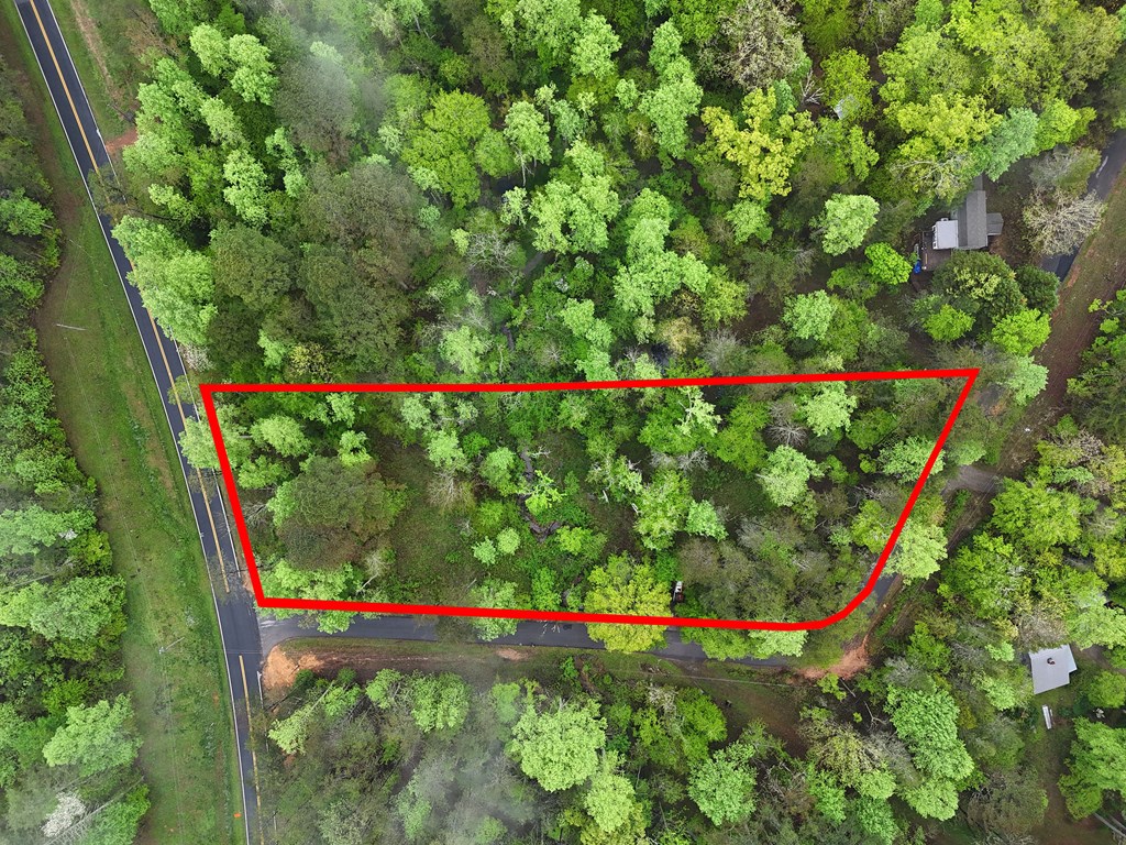 1.22 White Oak Flats Road Blairsville, GA 30512 - Photo 23 of 25 a picture of flowers