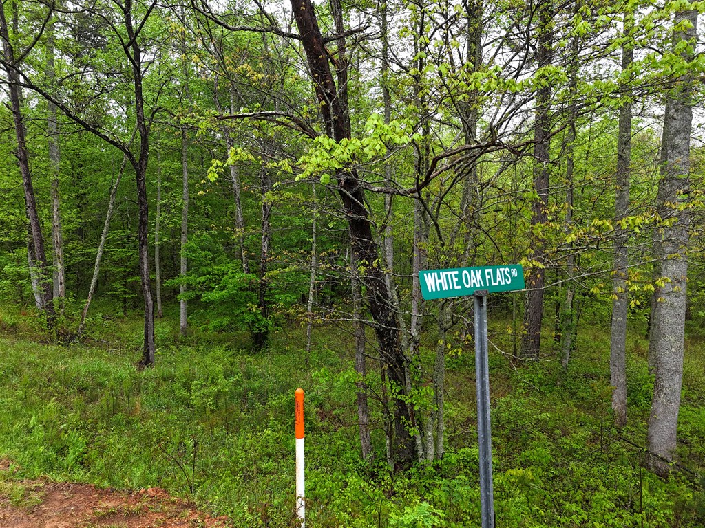 1.22 White Oak Flats Road Blairsville, GA 30512 - Photo 3 of 25 a view of a forest