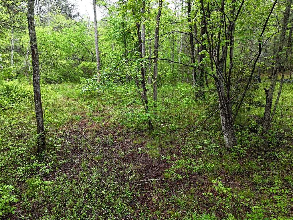 1.22 White Oak Flats Road Blairsville, GA 30512 - Photo 7 of 25 a view of a lush green forest