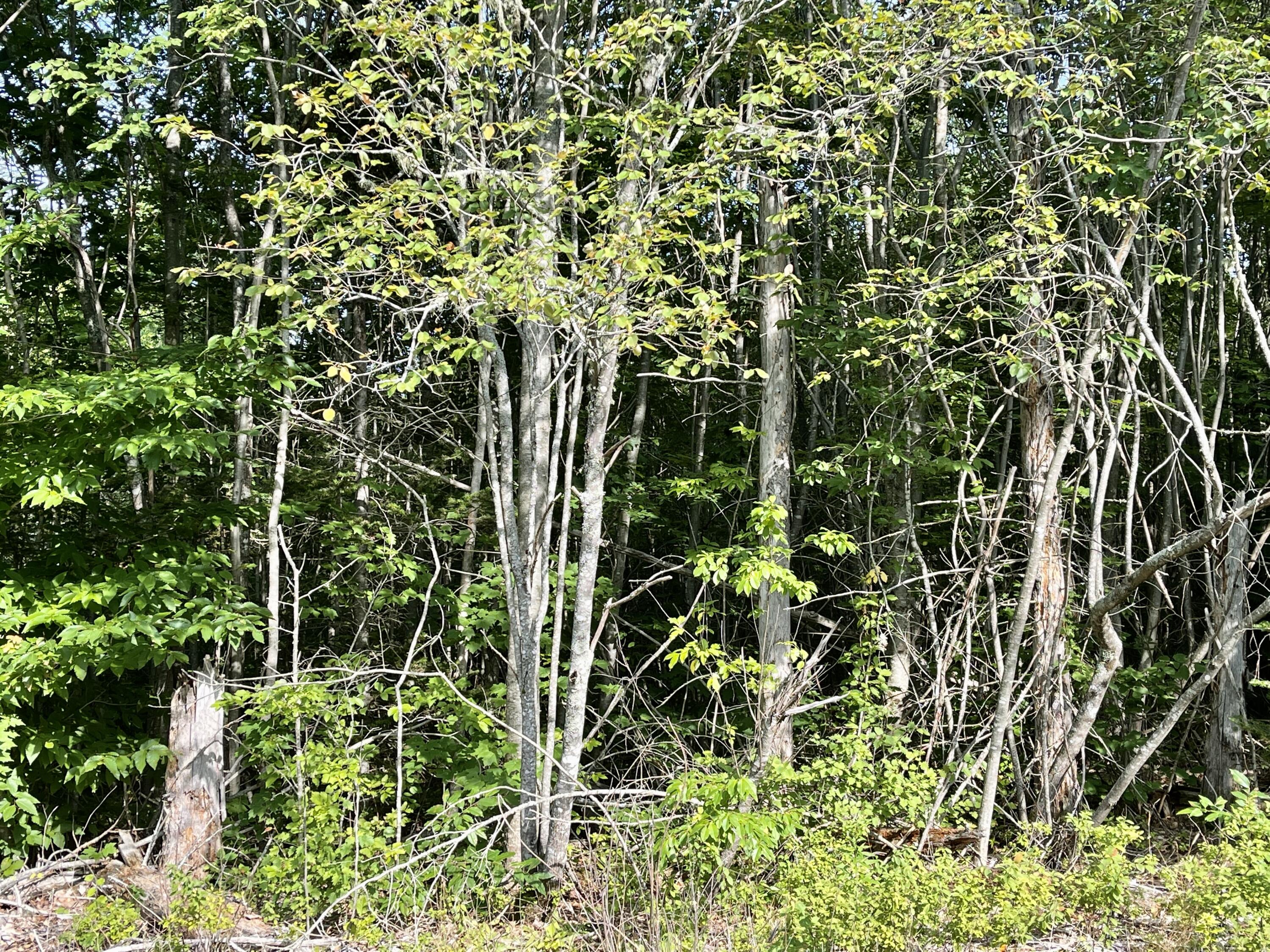 0 Ridge Road Robbinston, ME 04671 - Photo 33 of 35 IMG_7721