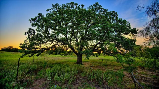 a view of a lush green space
