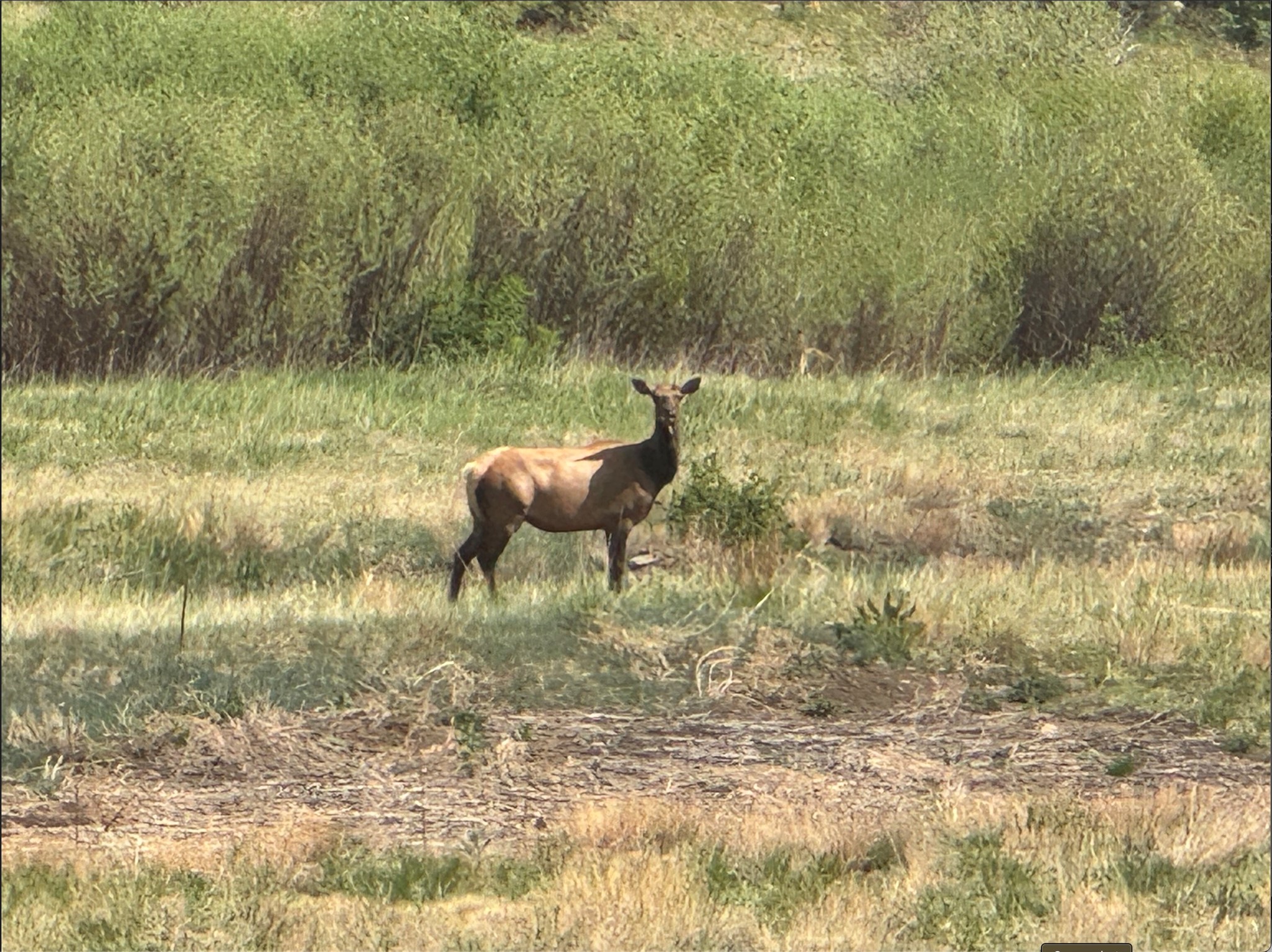 21.745-ac Los Alamitos Road Chacon, NM 87713 - Photo 10 of 10