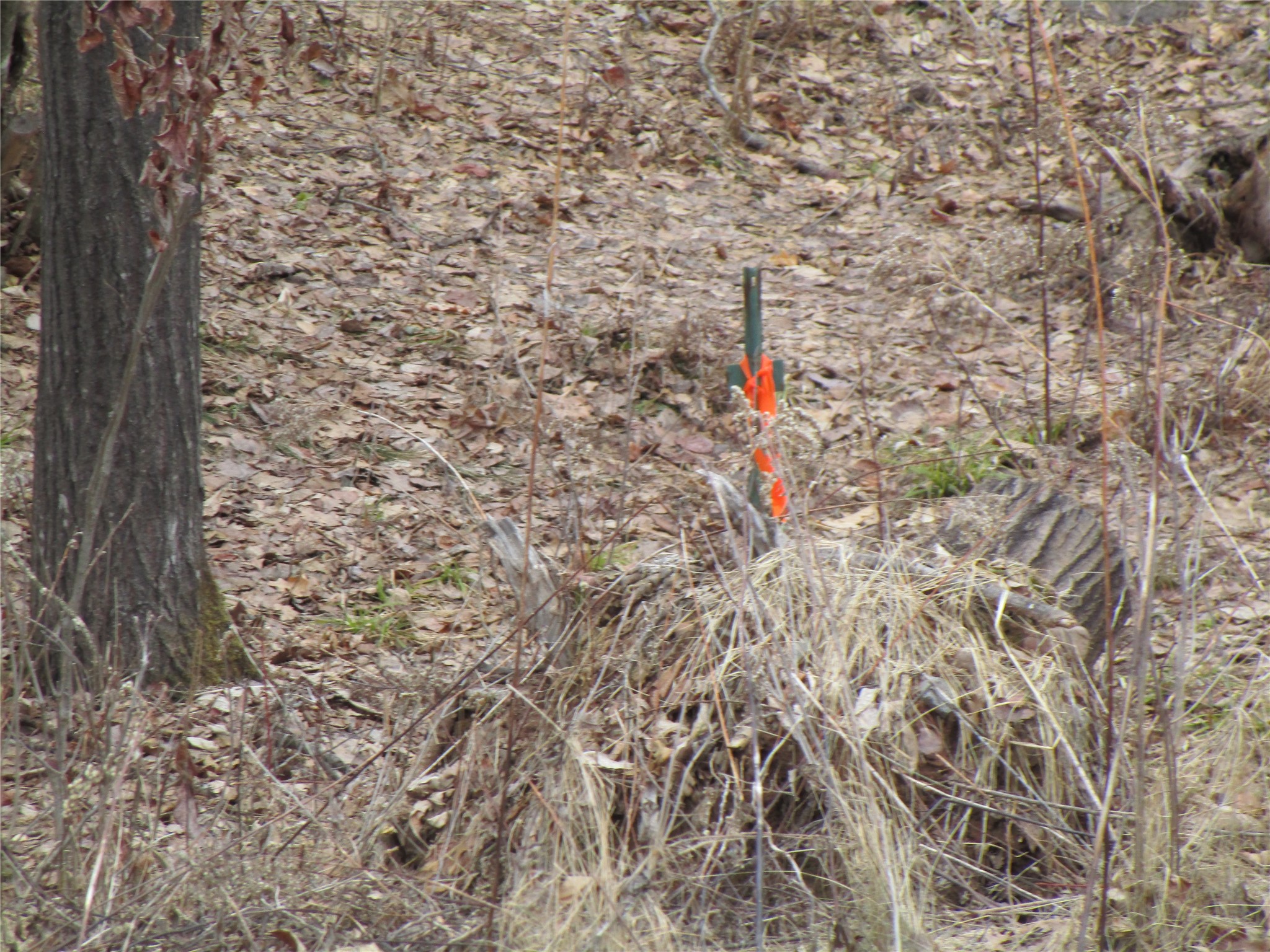 0 Camp Road Weyerhaeuser, WI 54895 - Photo 2 of 10