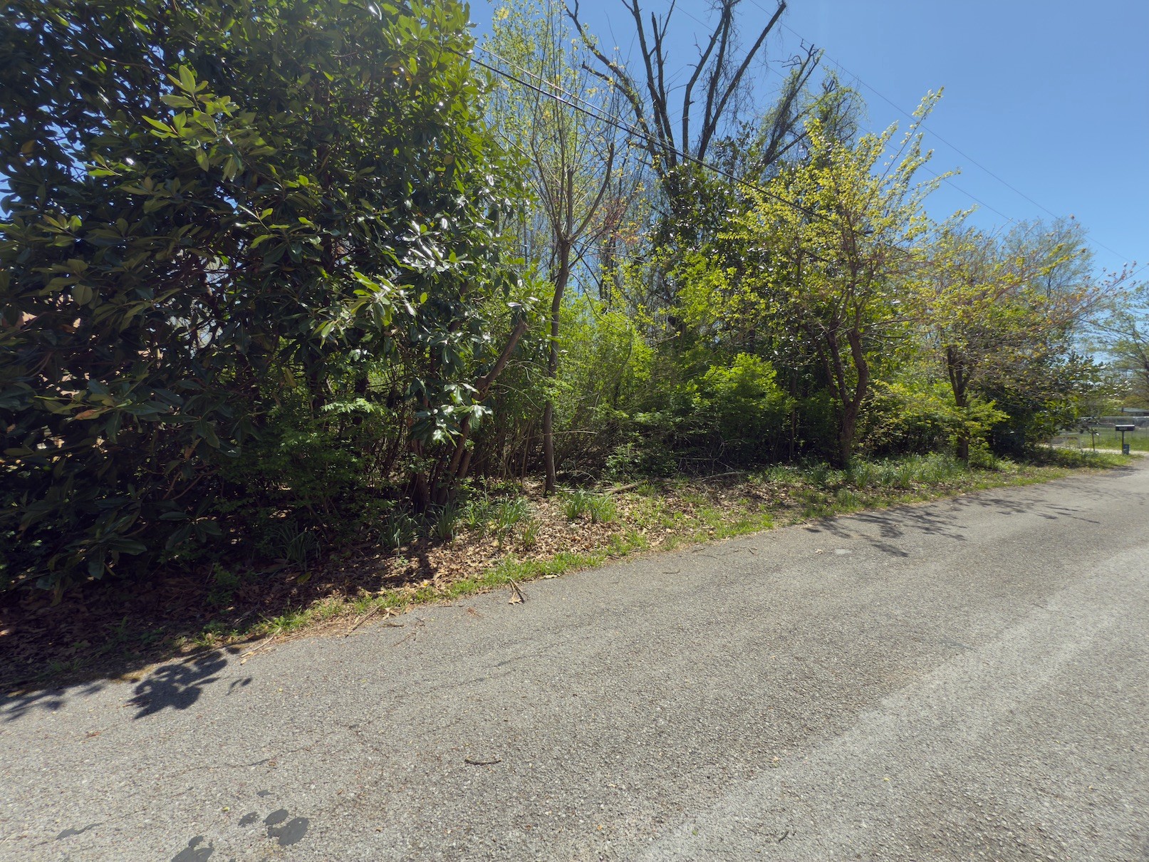 a view of a yard with plants and trees