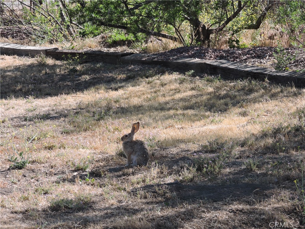 26931 Columbia Way Tehachapi, CA 93561 - Photo 49 of 49 Property Mascot. Welcome to the Bunny Ranch!