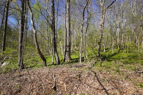 $159,900 | 4219 Hwy 49 Tennessee Ridge, Cumberland City, TN 37050