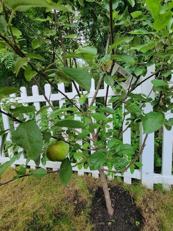 94 West Street Medway, MA 02053 - Photo 38 of 41 a plant that is in a garden