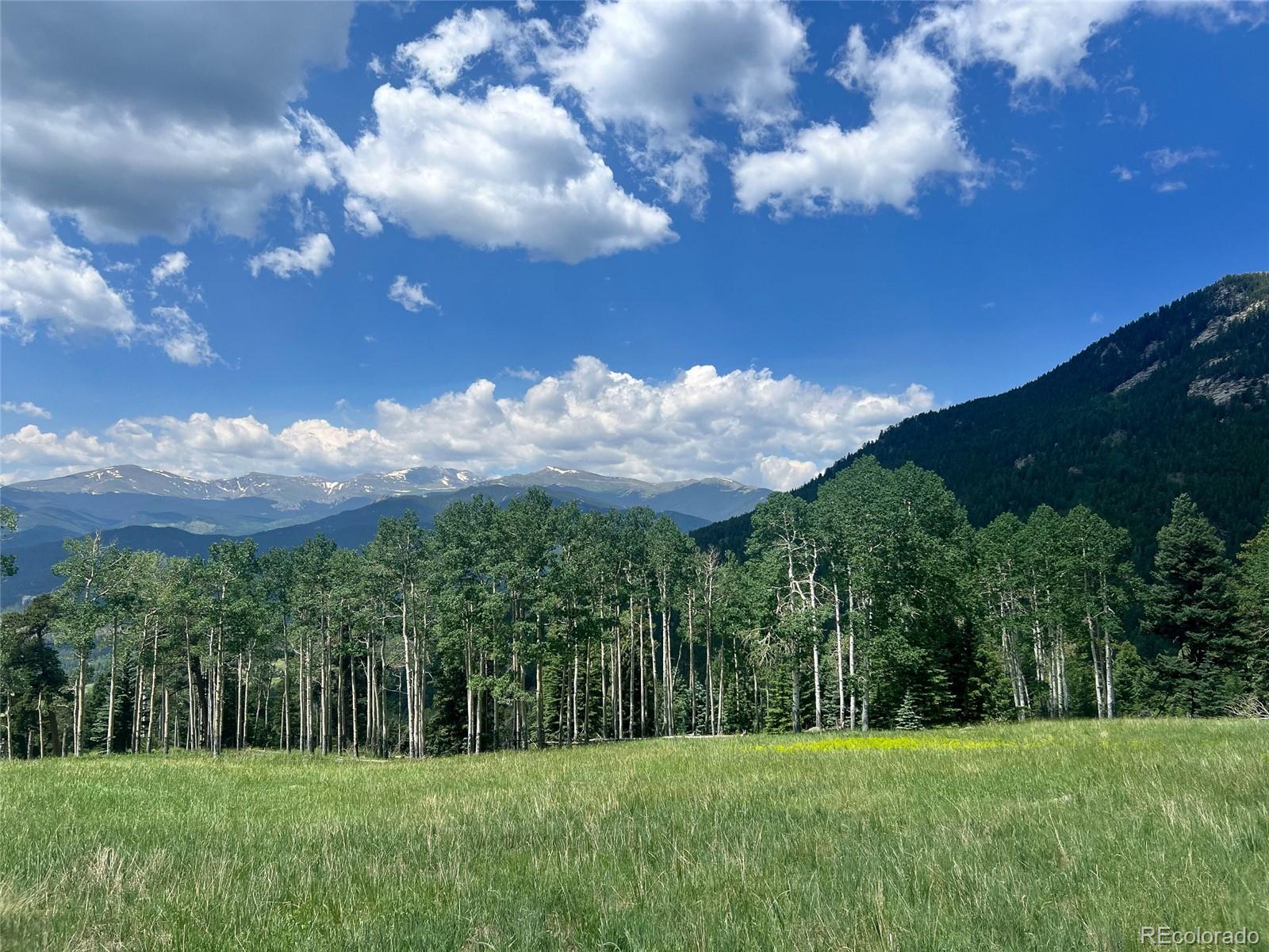 950 Corral Creek Road Evergreen, CO 80439 - Photo 24 of 50 a view of a big yard with potted plants and large trees