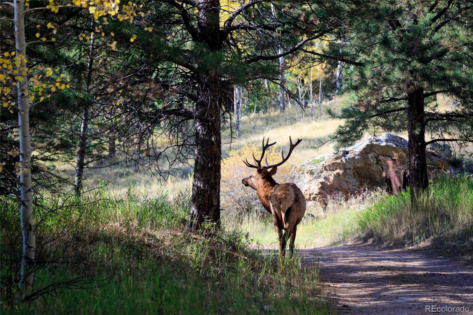 950 Corral Creek Road Evergreen, CO 80439 - Photo 26 of 50 a view of a yard