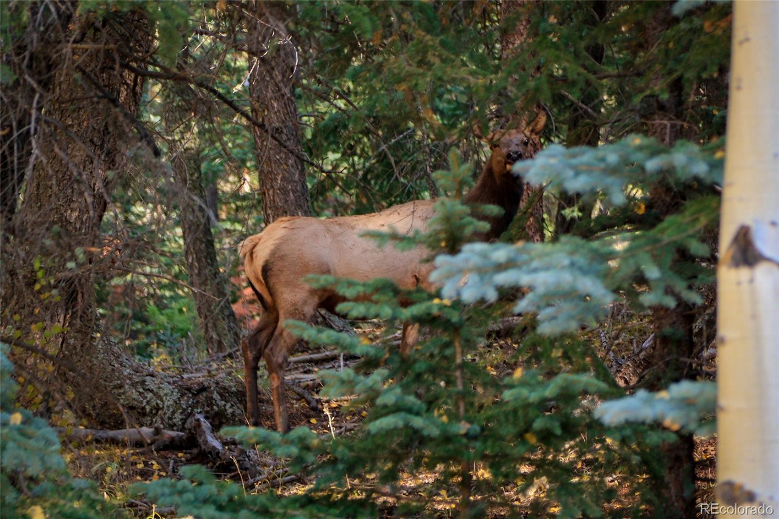 950 Corral Creek Road Evergreen, CO 80439 - Photo 27 of 50 a view of a forest with a tree